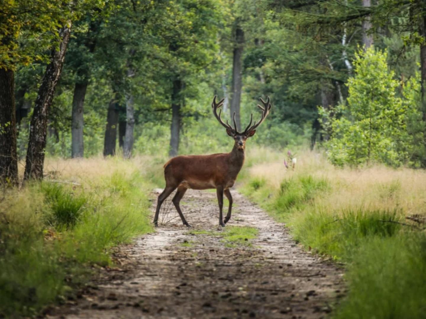 Vakantiehuis Op Rustig Bospark Veluwe Voorthuizen Exterior photo